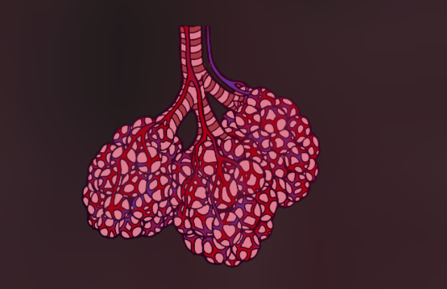 Bronchoalveolar lavage fluid (BALF)