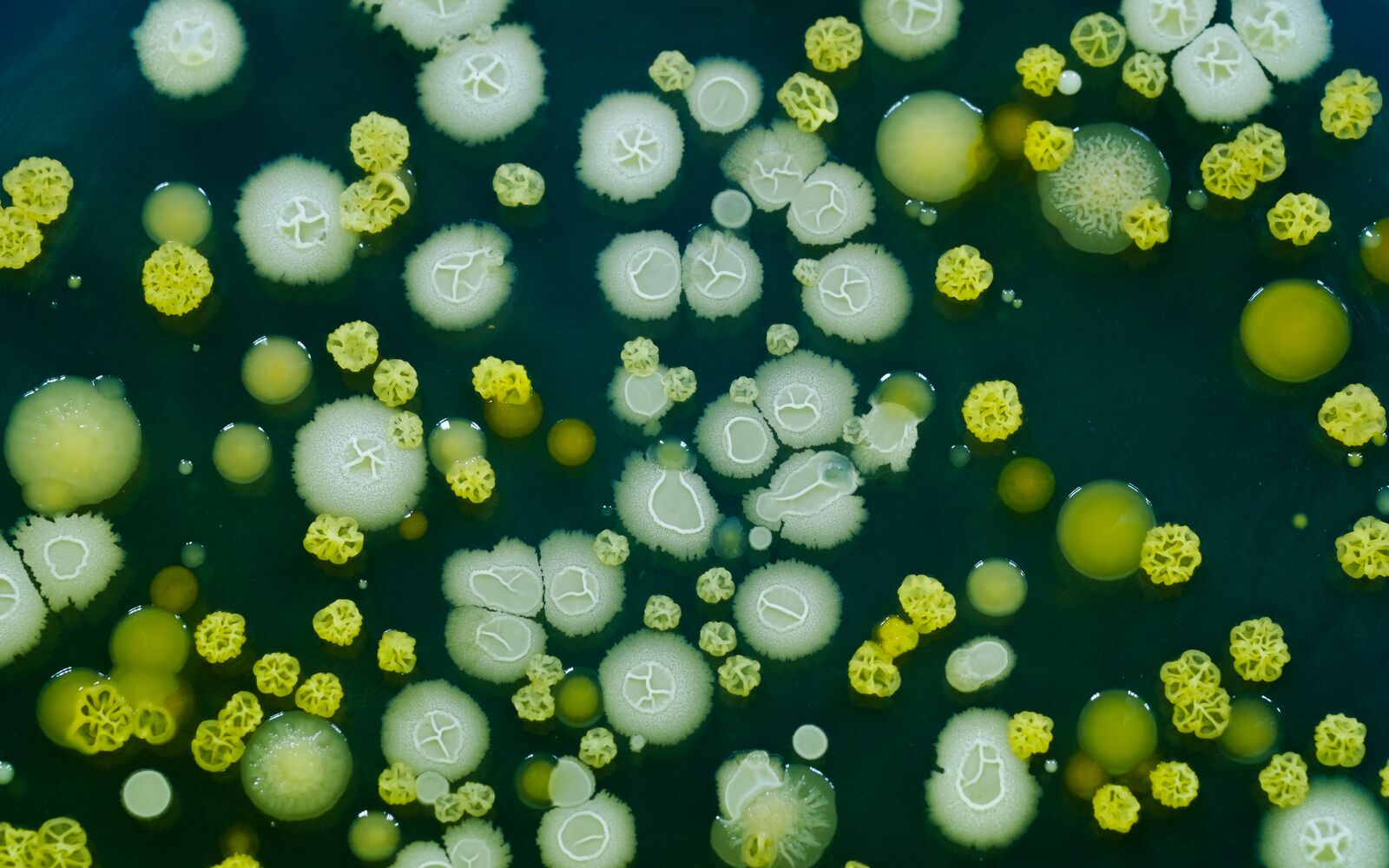 Clinical evaluation of droplet digital PCR in the early identification of suspected sepsis patients 